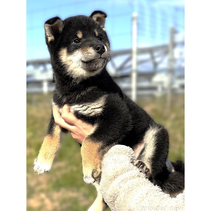 販売中の宮城県の柴犬-427518の5枚目