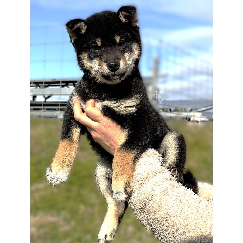 販売中の宮城県の柴犬-427518の4枚目