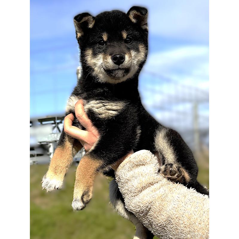 販売中の宮城県の柴犬-427518の3枚目