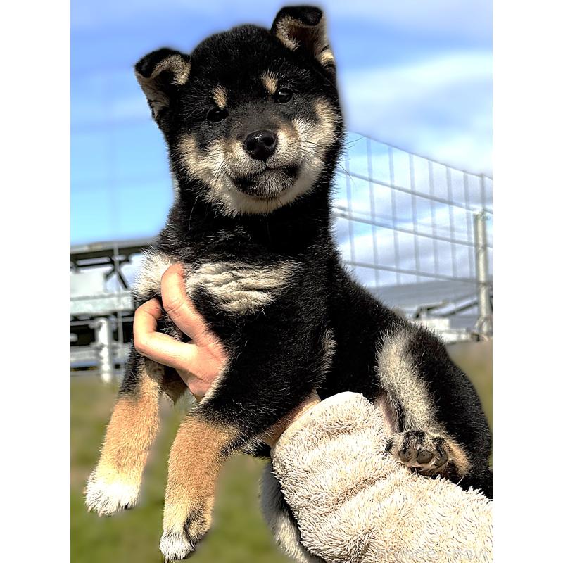 販売中の宮城県の柴犬-427518の2枚目