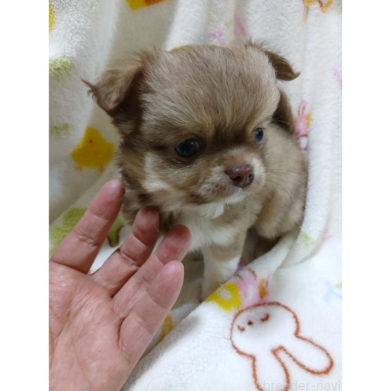 販売中の栃木県のチワワ(ロングコート)-427520の4枚目