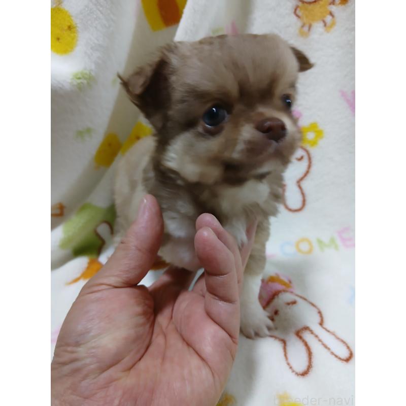 販売中の栃木県のチワワ(ロングコート)-427520の3枚目