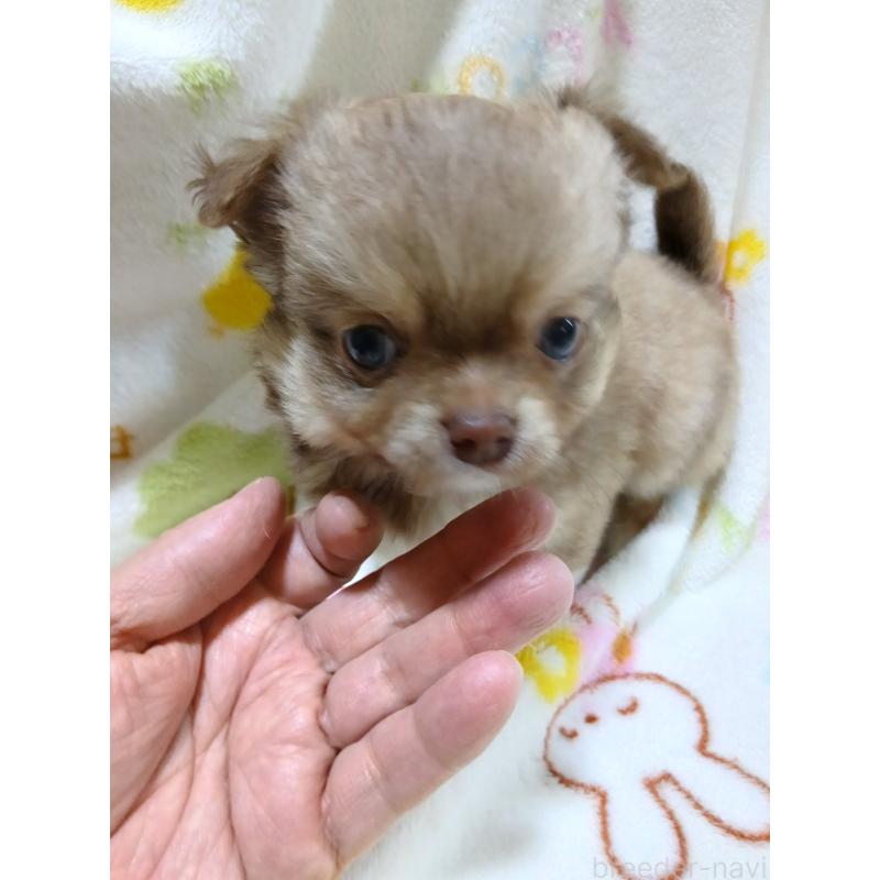 販売中の栃木県のチワワ(ロングコート)-427520の2枚目