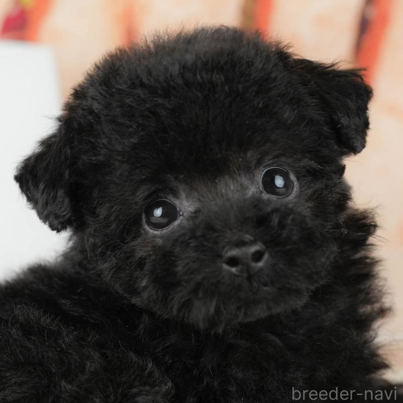 販売中の茨城県のトイプードル-428564