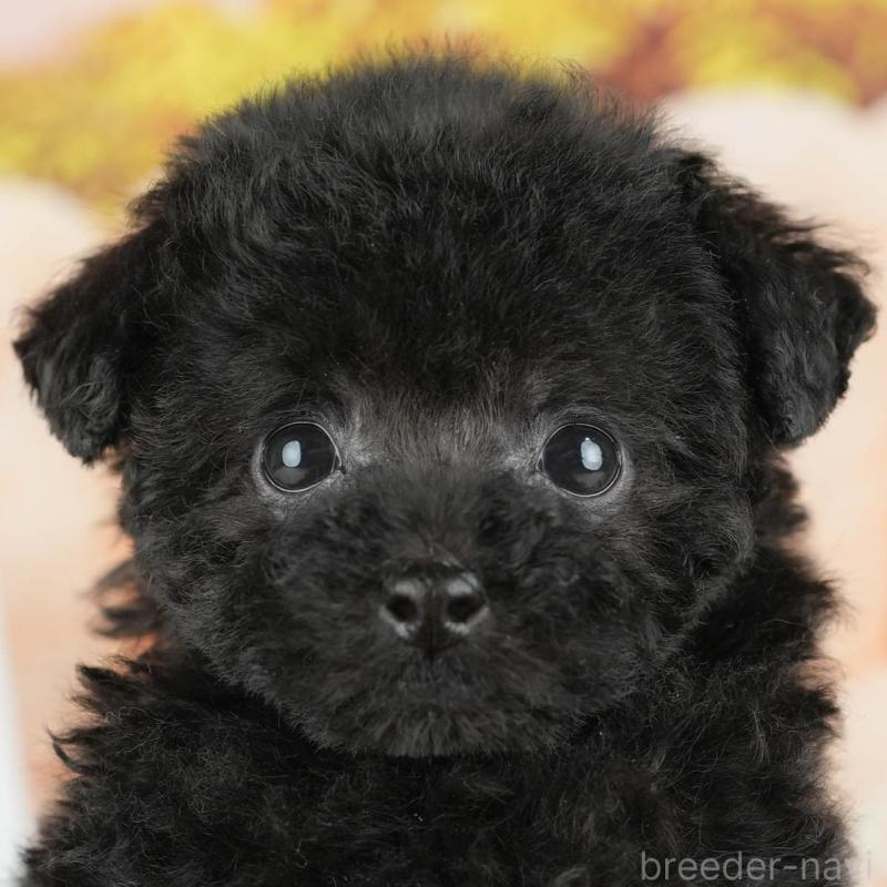 販売中の茨城県のトイプードル-428564の8枚目