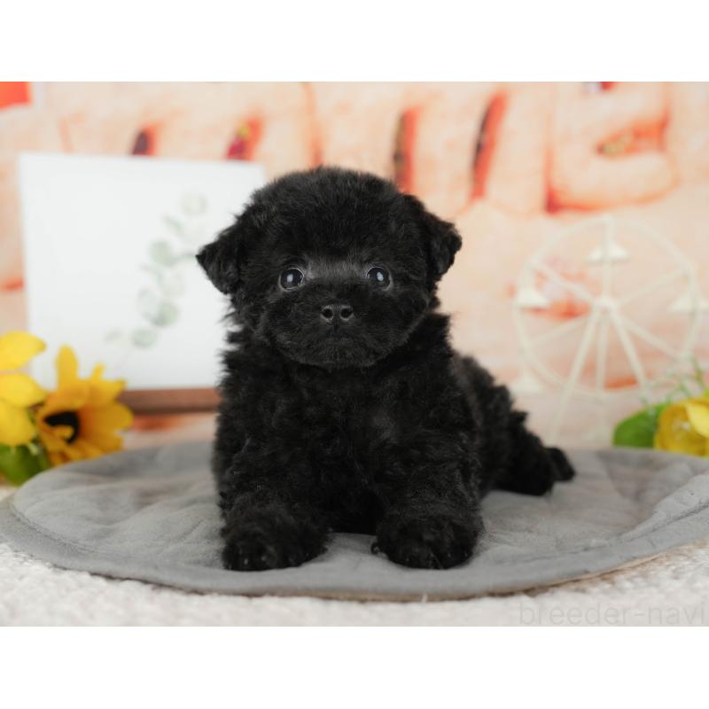 販売中の茨城県のトイプードル-428564の7枚目