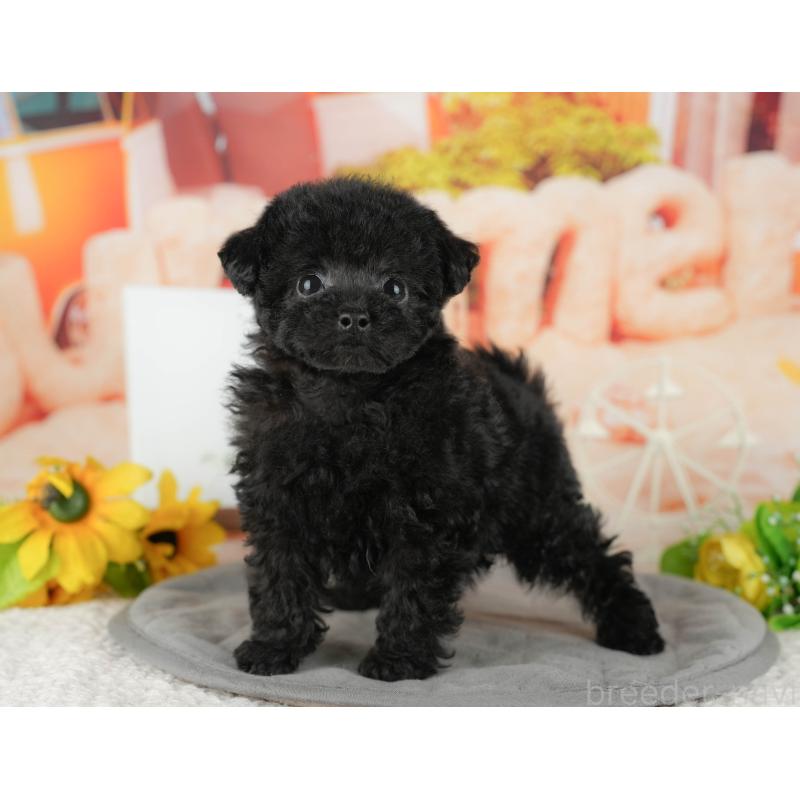 販売中の茨城県のトイプードル-428564の6枚目