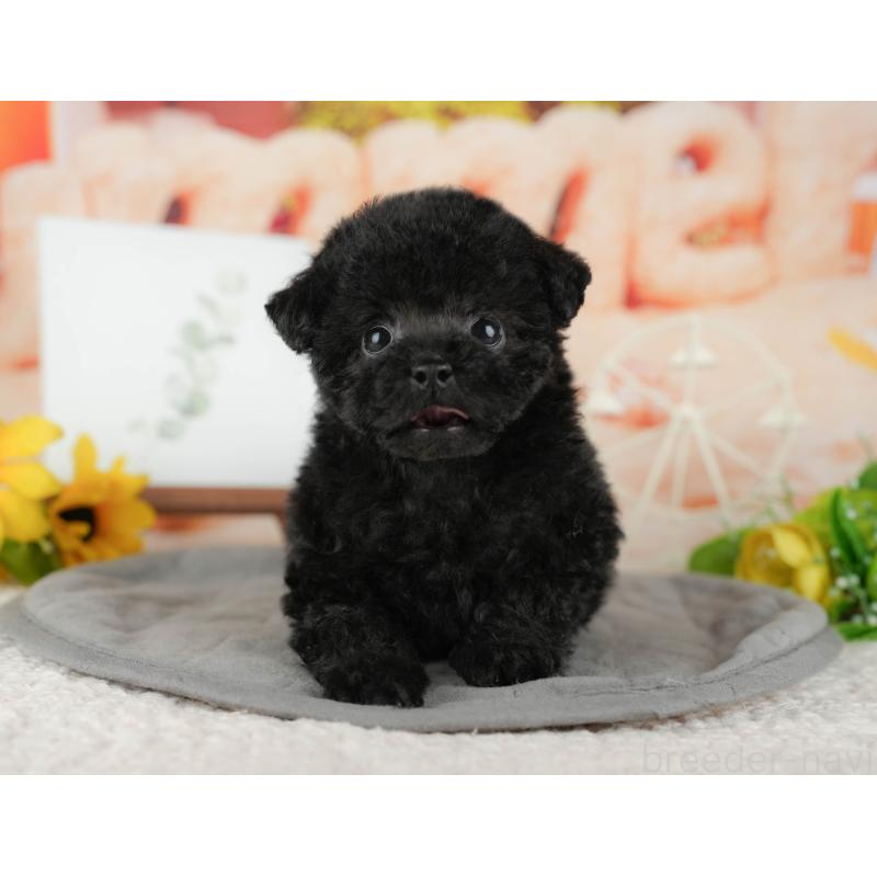 販売中の茨城県のトイプードル-428564の5枚目