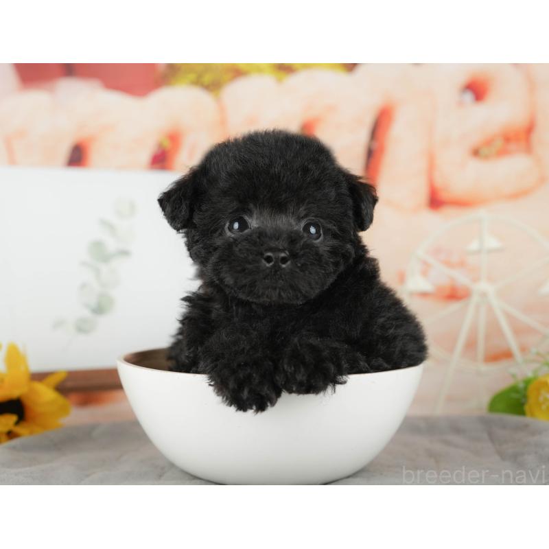 販売中の茨城県のトイプードル-428564の4枚目