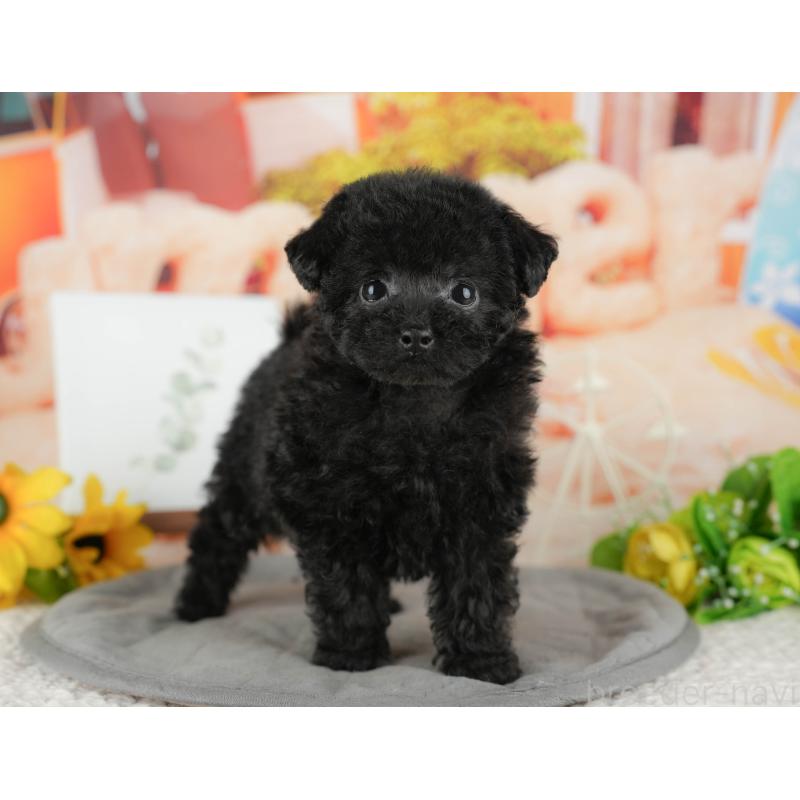 販売中の茨城県のトイプードル-428564の3枚目