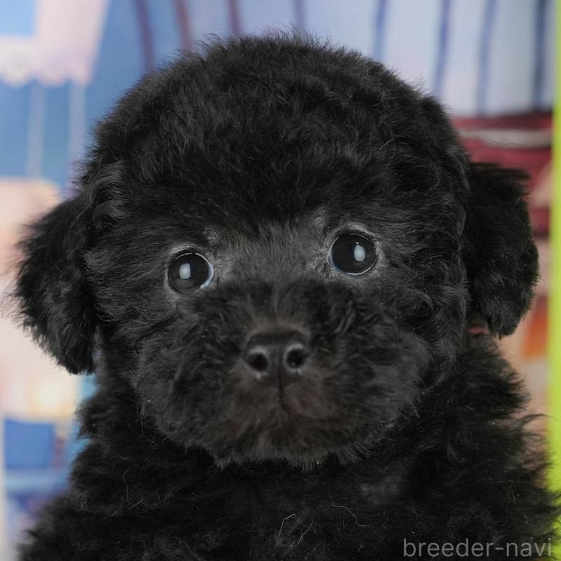 販売中の茨城県のトイプードル-428566