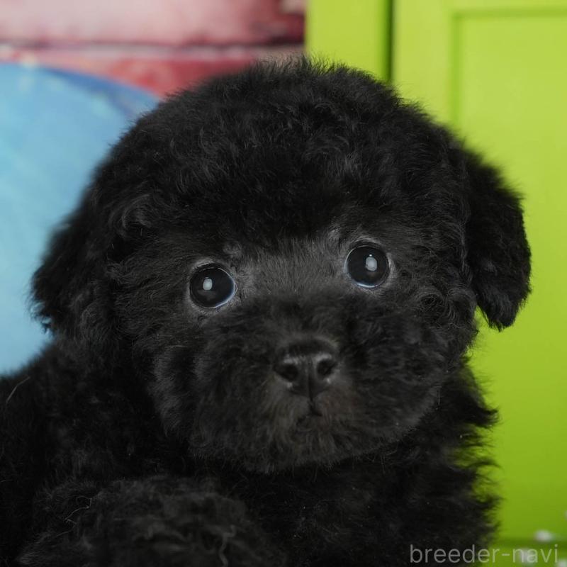 販売中の茨城県のトイプードル-428566の7枚目