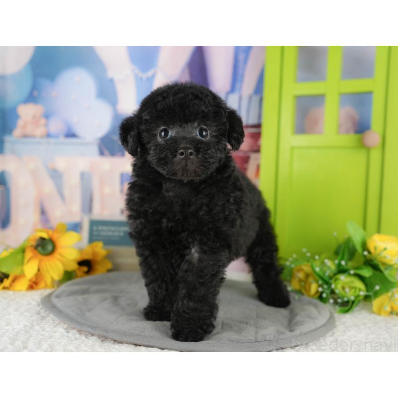 販売中の茨城県のトイプードル-428566の6枚目