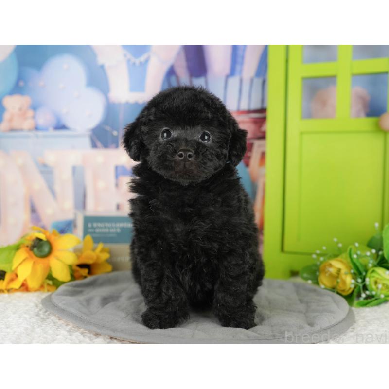 販売中の茨城県のトイプードル-428566の5枚目