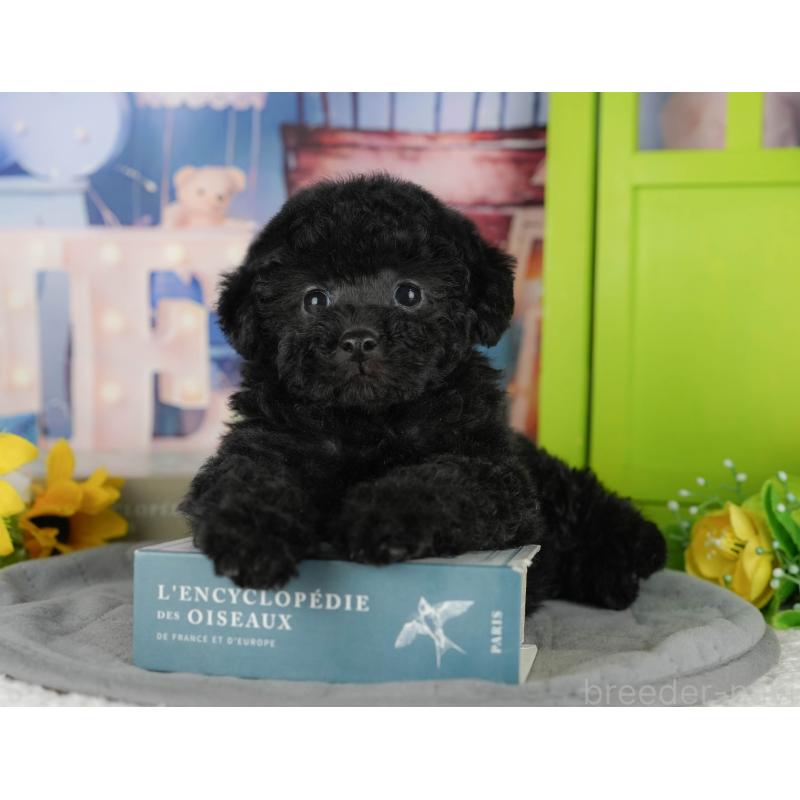 販売中の茨城県のトイプードル-428566の4枚目