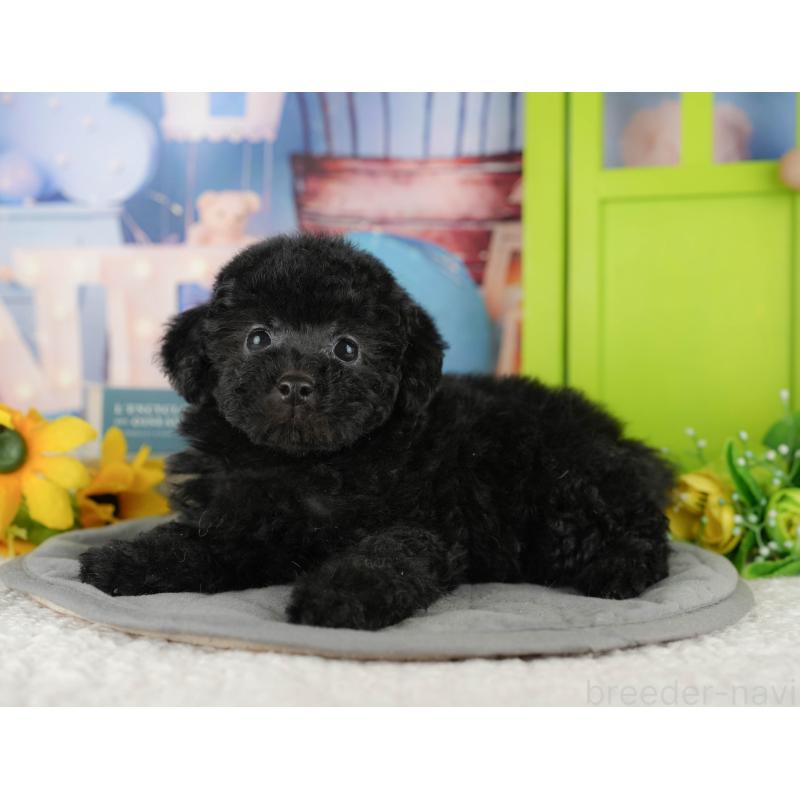 販売中の茨城県のトイプードル-428566の3枚目