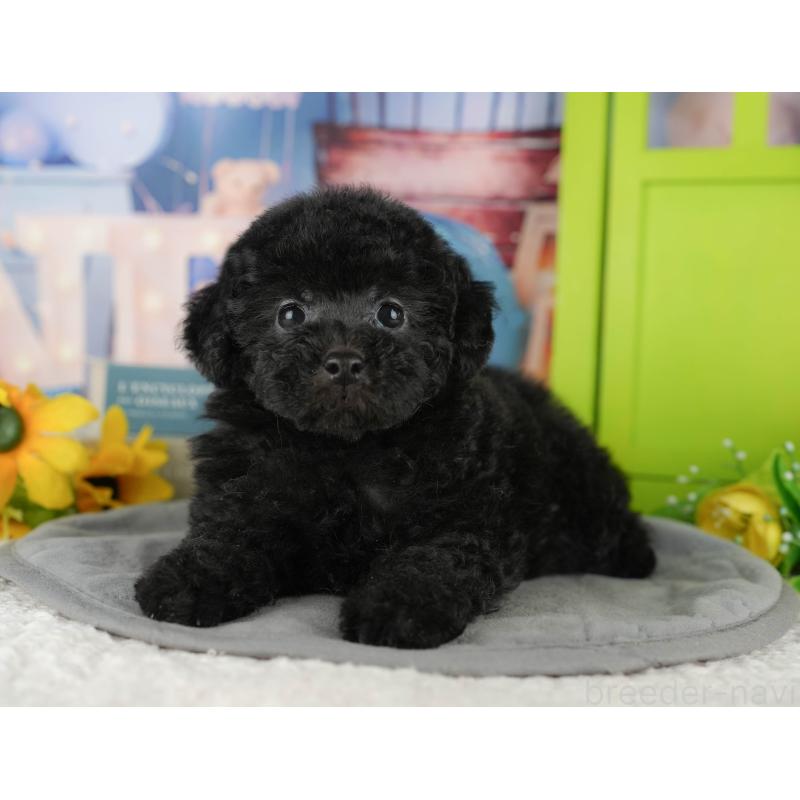 販売中の茨城県のトイプードル-428566の2枚目