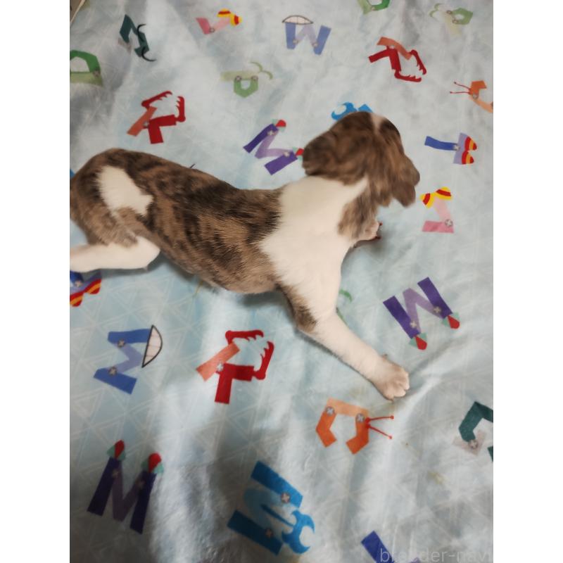 販売中の広島県のウィペット-427521の3枚目