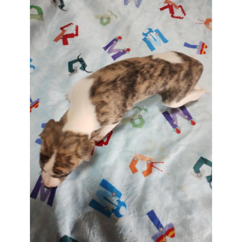 販売中の広島県のウィペット-427521の2枚目