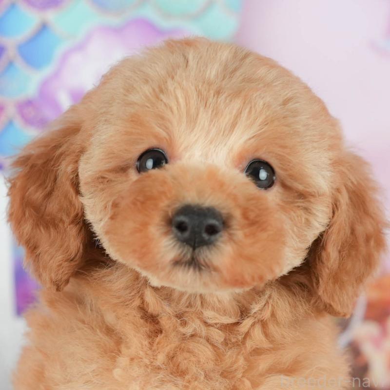 成約済の茨城県のトイプードル-428250の1枚目