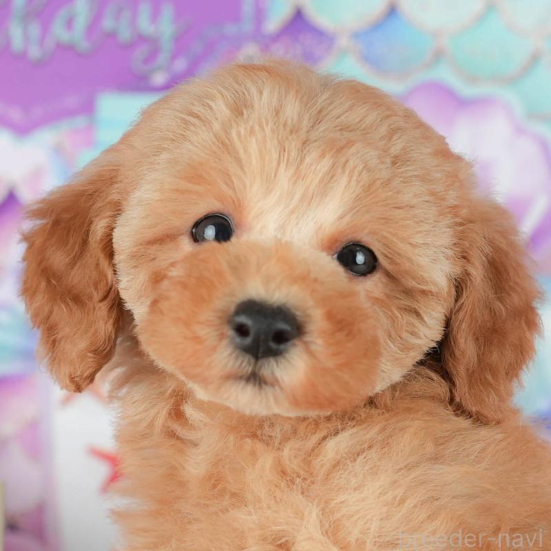 成約済の茨城県のトイプードル-428250の7枚目