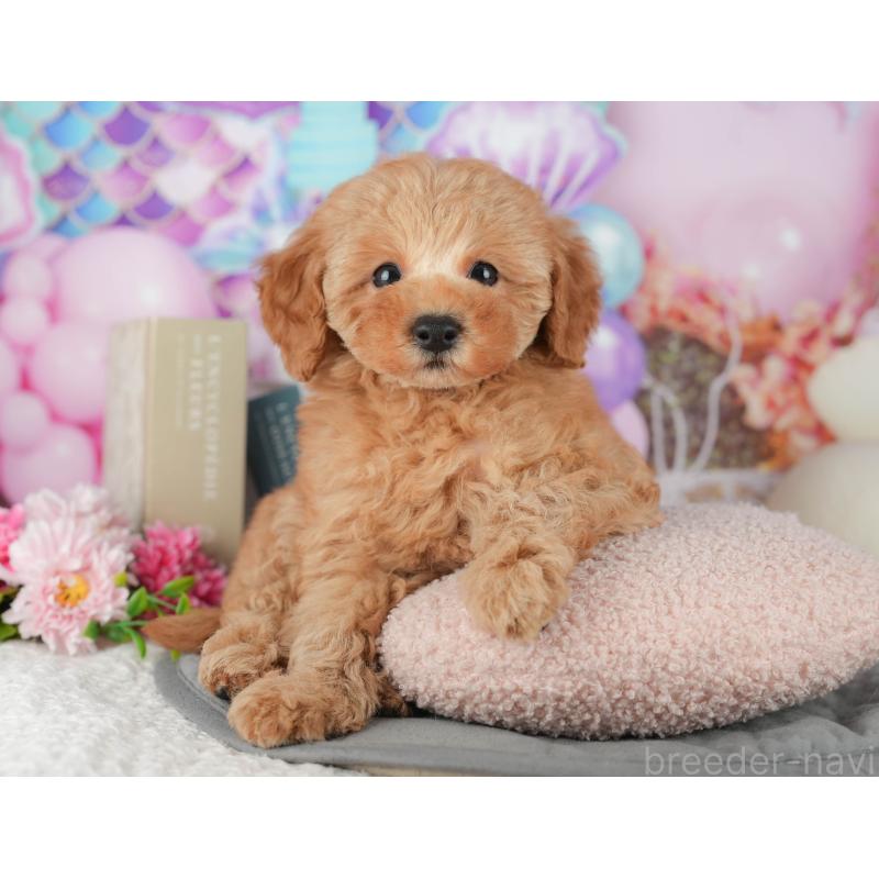 成約済の茨城県のトイプードル-428250の6枚目