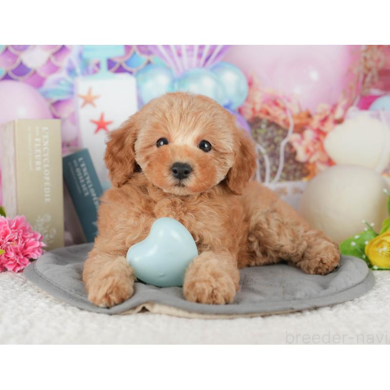 成約済の茨城県のトイプードル-428250の5枚目