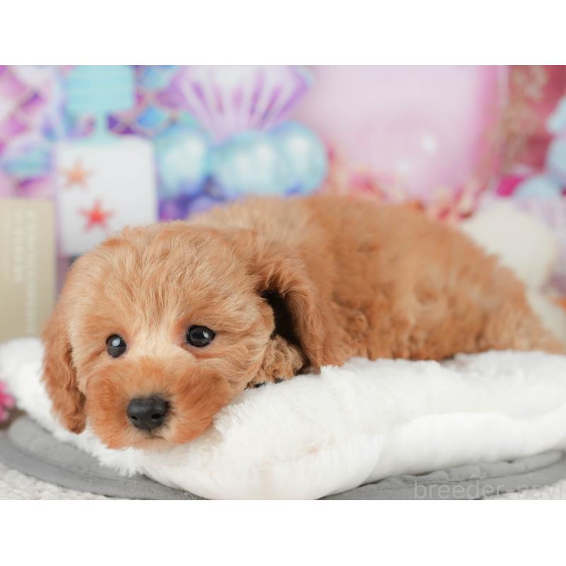 成約済の茨城県のトイプードル-428250の4枚目