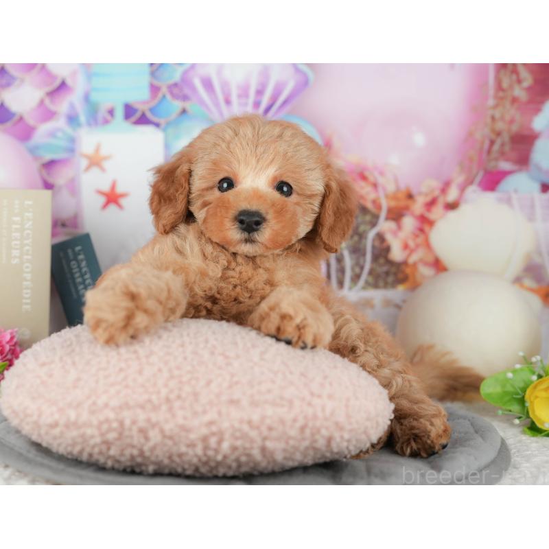 成約済の茨城県のトイプードル-428250の3枚目