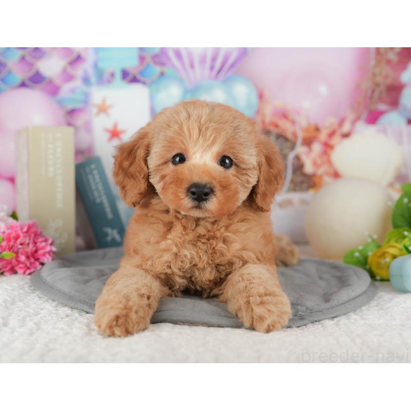 成約済の茨城県のトイプードル-428250の2枚目