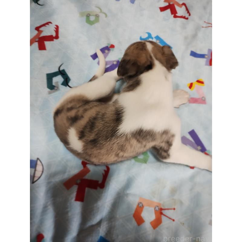 販売中の広島県のウィペット-427522の4枚目