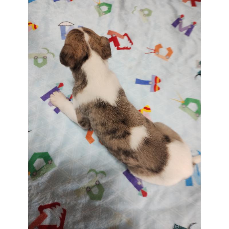 販売中の広島県のウィペット-427522の3枚目