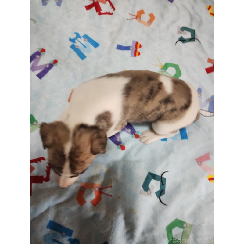 販売中の広島県のウィペット-427522の2枚目