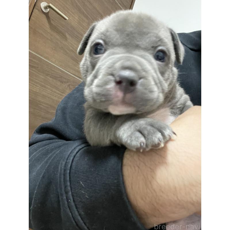 販売中の香川県のアメリカンブリー-423598の6枚目