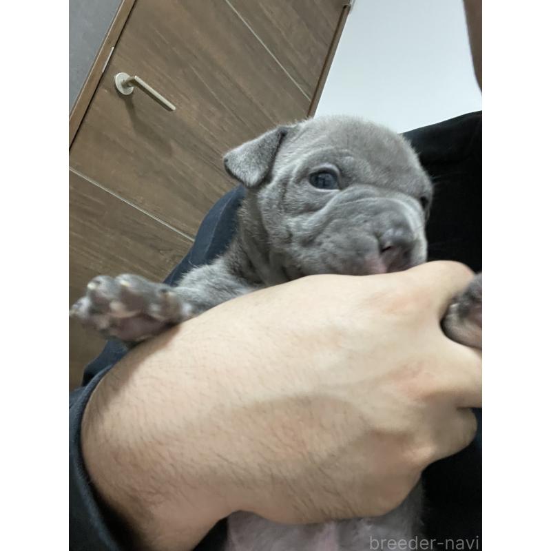 販売中の香川県のアメリカンブリー-423598の5枚目