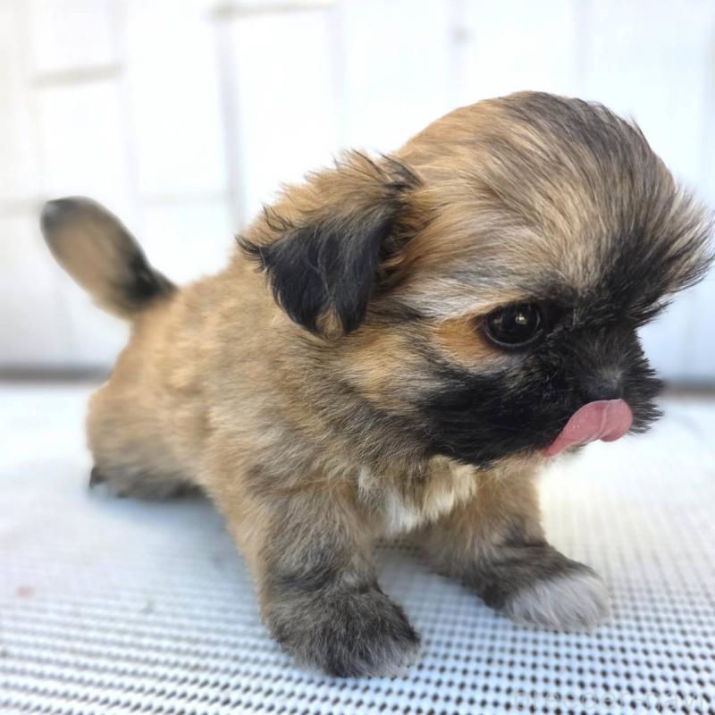 成約済の茨城県のチワズー:チワワ×シーズー-422703の28枚目