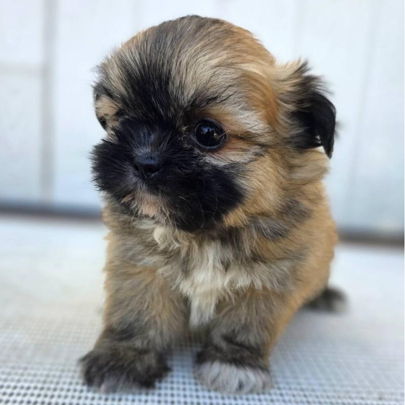 成約済の茨城県のチワズー:チワワ×シーズー-422703の27枚目