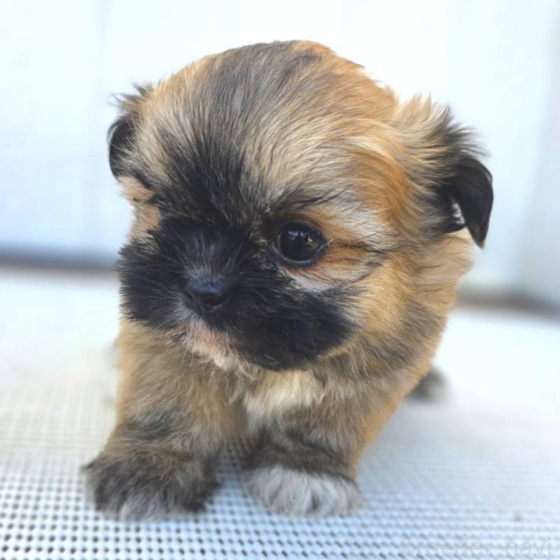 成約済の茨城県のチワズー:チワワ×シーズー-422703の26枚目