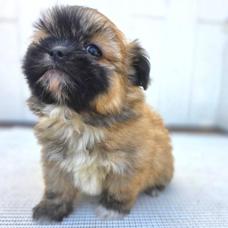 成約済の茨城県のチワズー:チワワ×シーズー-422703の25枚目