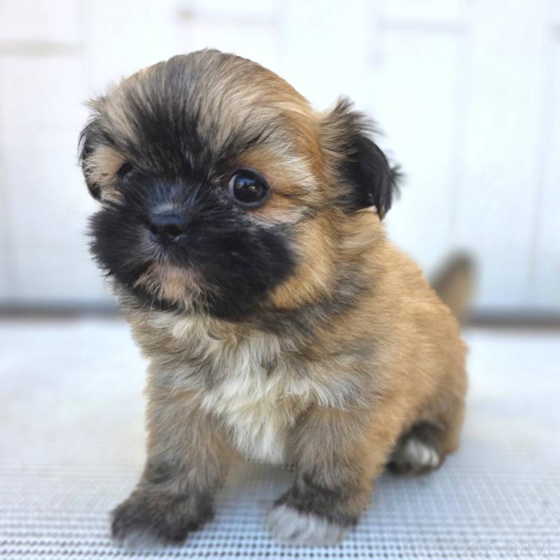 成約済の茨城県のチワズー:チワワ×シーズー-422703の24枚目