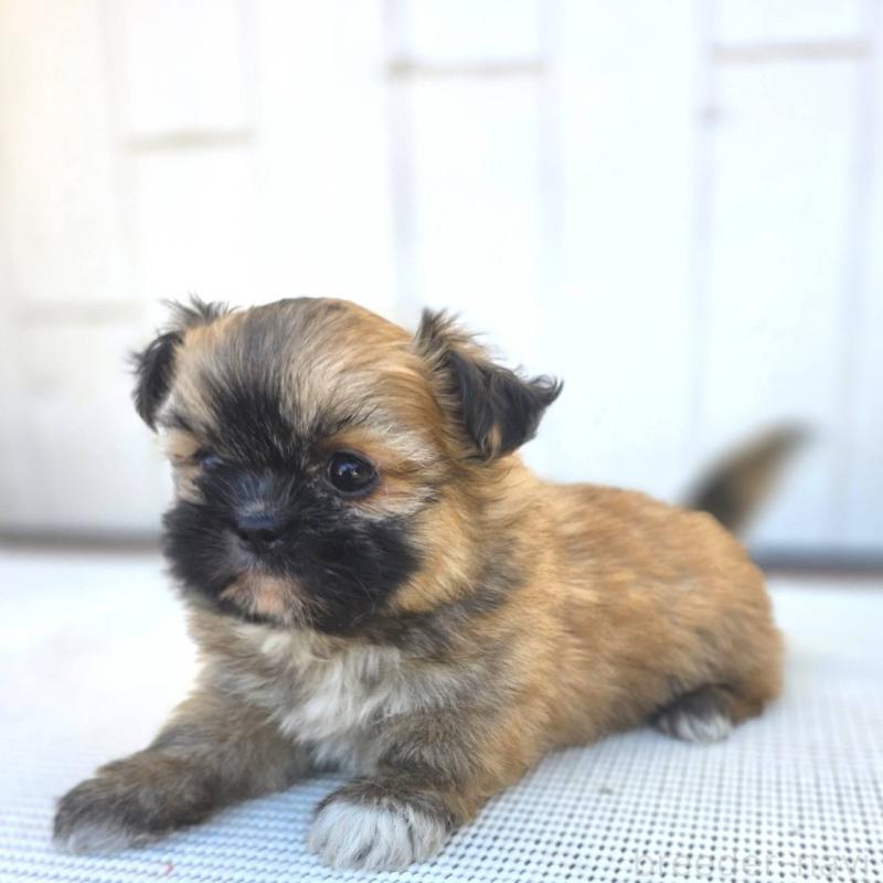 成約済の茨城県のチワズー:チワワ×シーズー-422703の23枚目