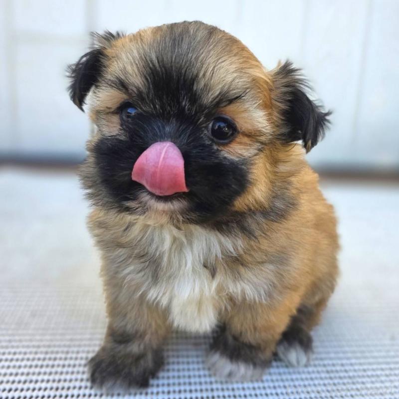 成約済の茨城県のチワズー:チワワ×シーズー-422703の22枚目