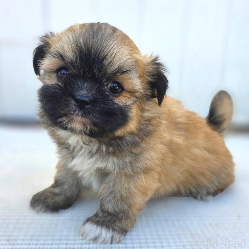 成約済の茨城県のチワズー:チワワ×シーズー-422703の21枚目