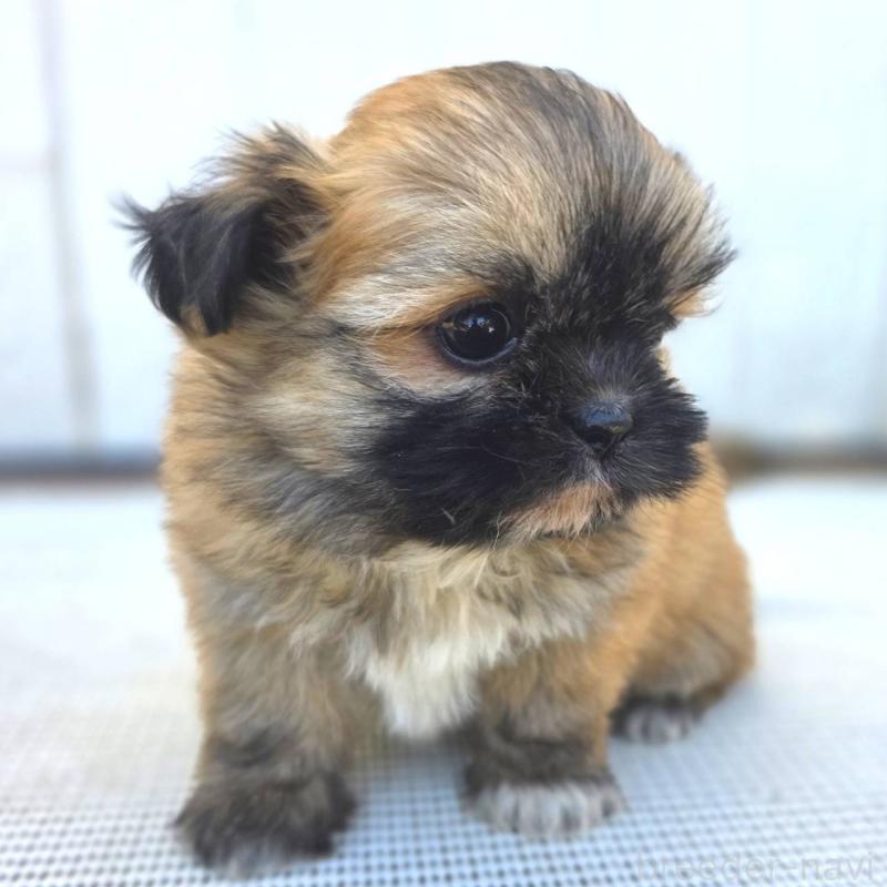 成約済の茨城県のチワズー:チワワ×シーズー-422703の20枚目