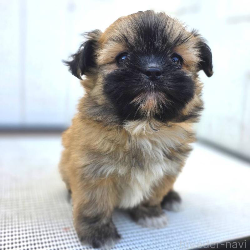 成約済の茨城県のチワズー:チワワ×シーズー-422703の19枚目