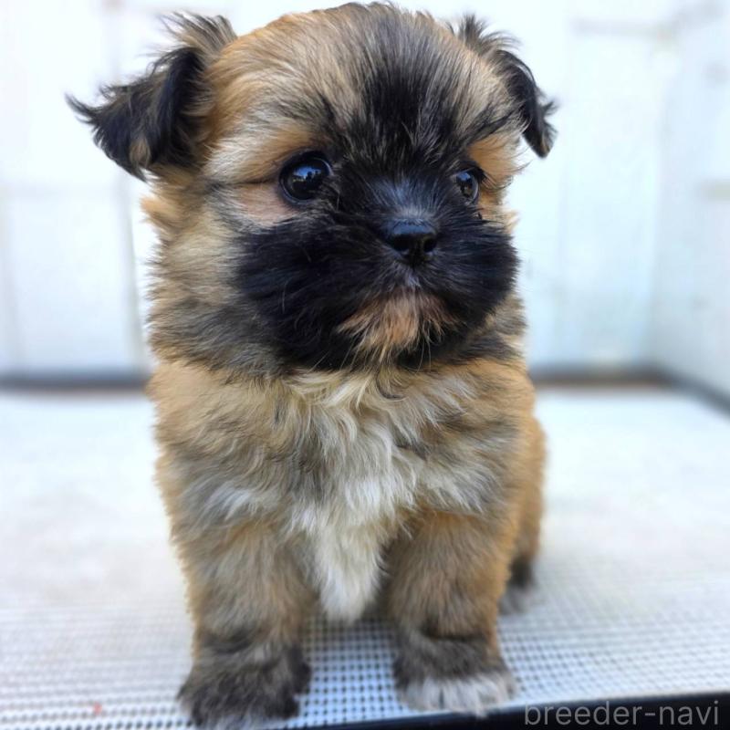 成約済の茨城県のチワズー:チワワ×シーズー-422703の18枚目