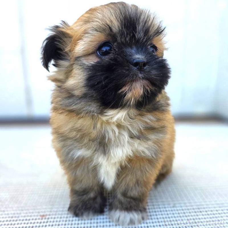 成約済の茨城県のチワズー:チワワ×シーズー-422703の17枚目