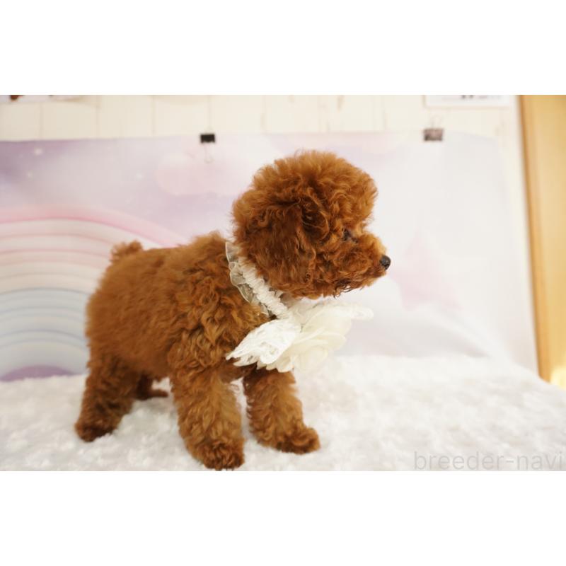 販売中の広島県のタイニープードル-427524の4枚目