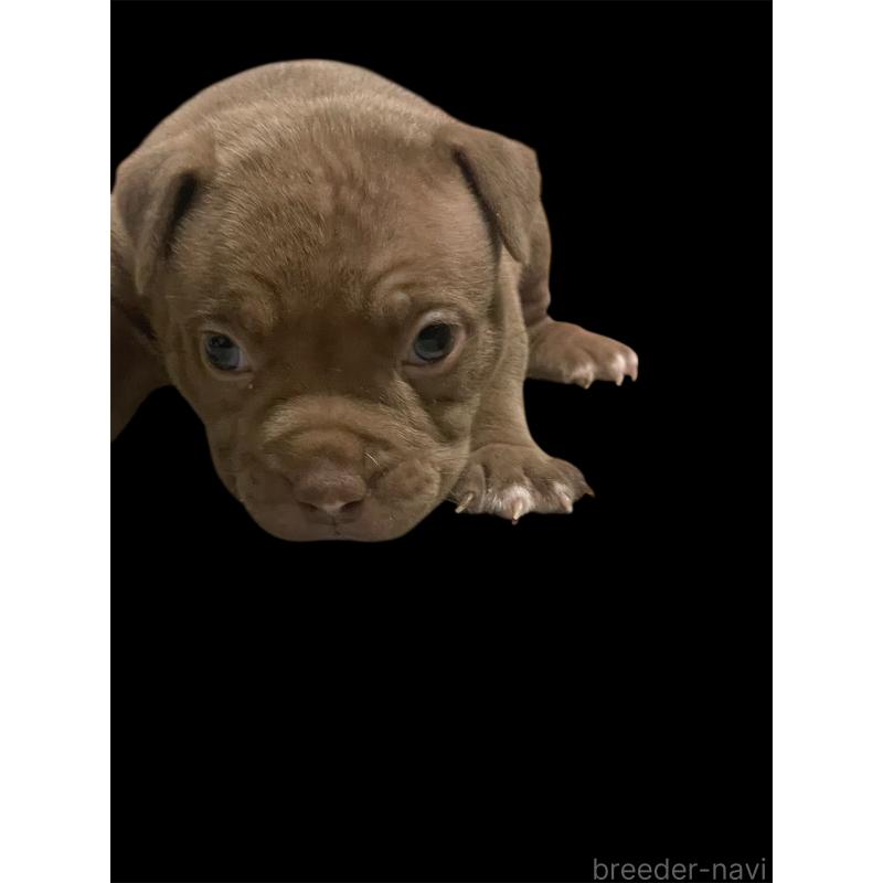 販売中の香川県のアメリカンブリー-423590の2枚目