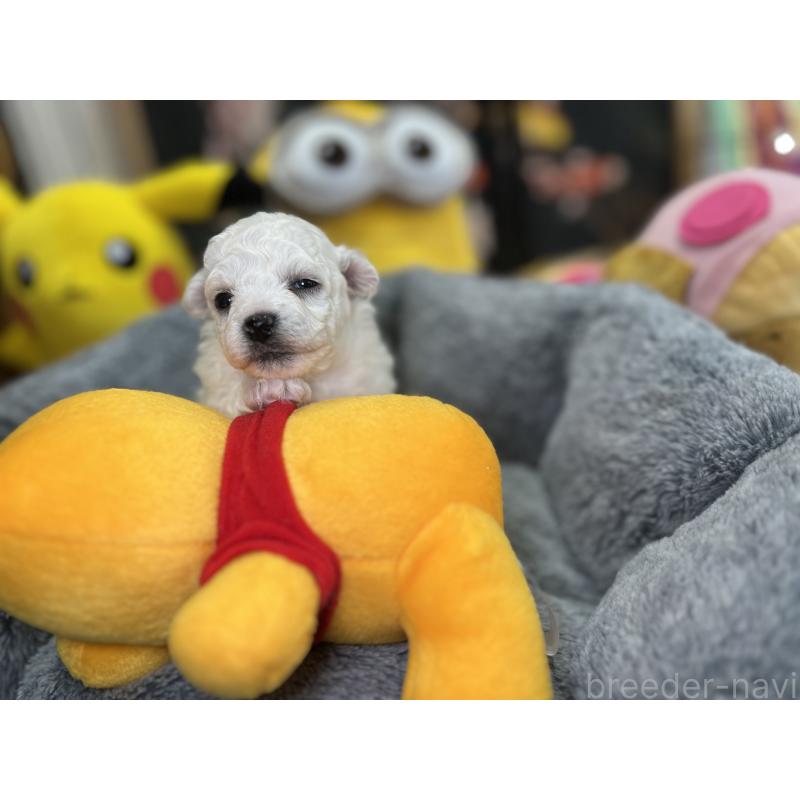 販売中の埼玉県のビションフリーゼ-427523の7枚目